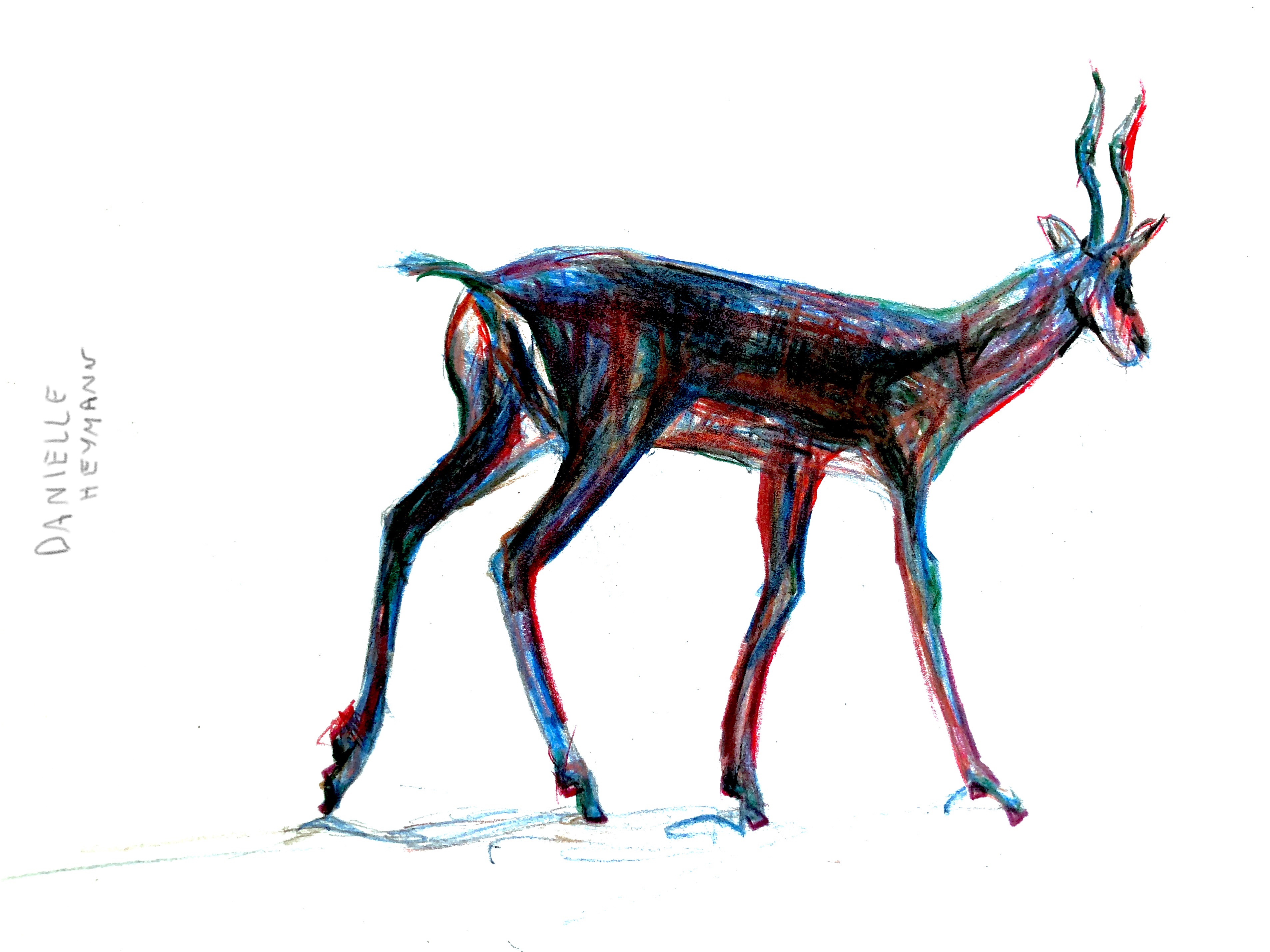 Gazelle-ColoredPencil