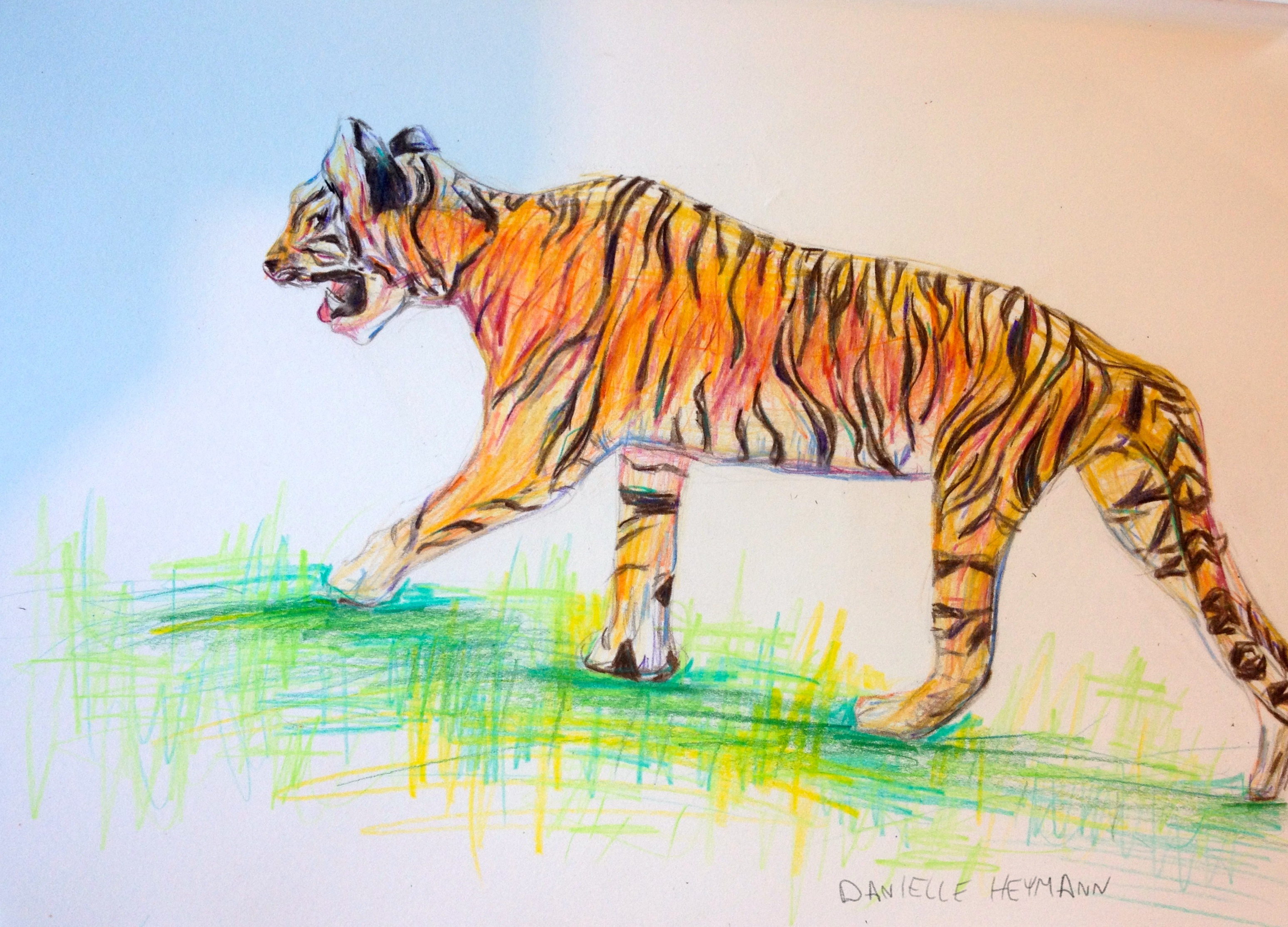 Tiger-ColoredPencil